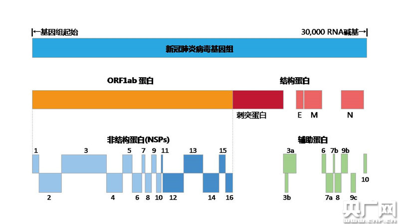 上海新冠病毒最新状况，变化中的力量与学习的不懈追求