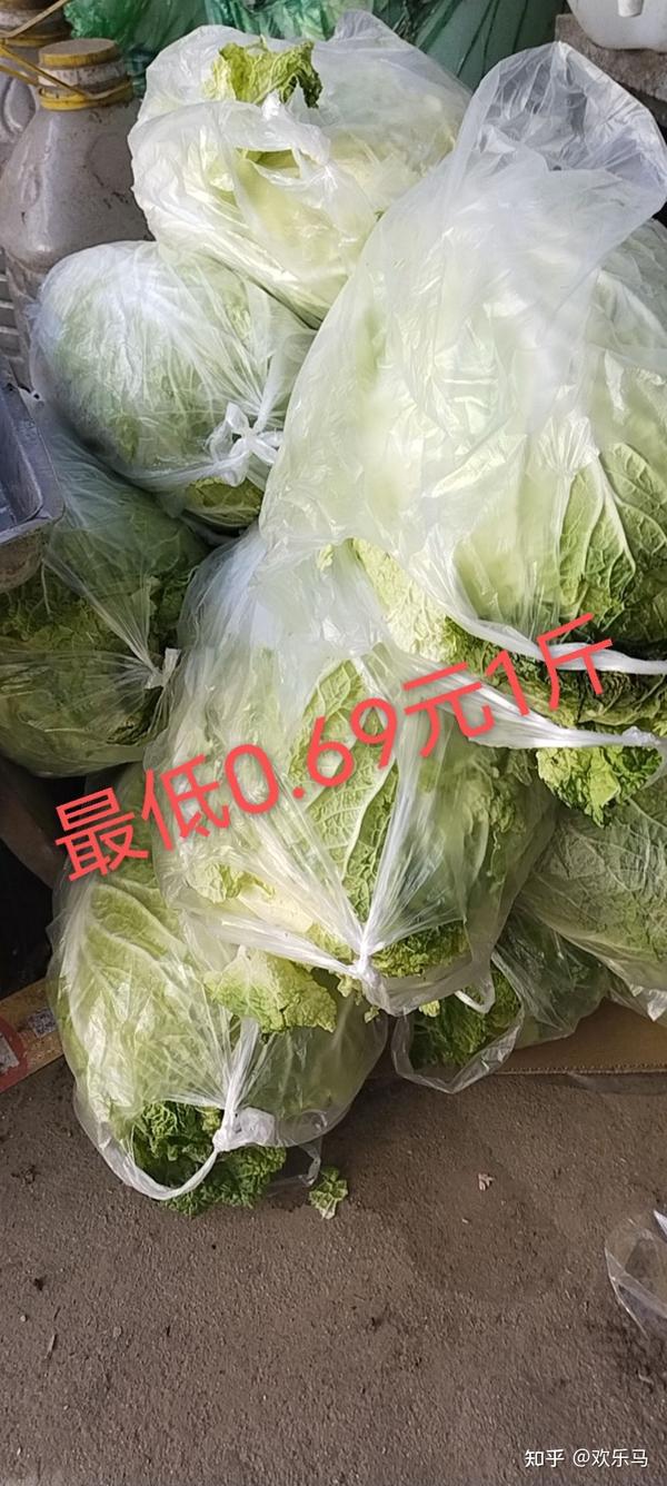 今日白菜价格最新行情